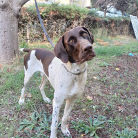 Stupendo cucciolone simil bracco tedesco