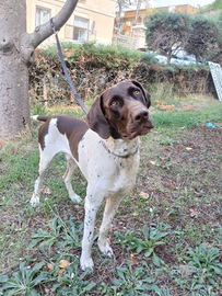 Stupendo cucciolone simil bracco tedesco