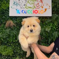 Cuccioli chow chow