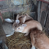 Conigli incrocio razza gigante