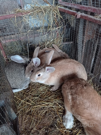 Conigli incrocio razza gigante