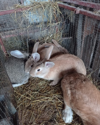 Conigli incrocio razza gigante