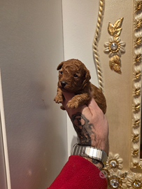 Cucciolo barboncino teacup