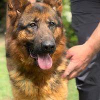 Cucciolone 20 mesi pastore tedesco