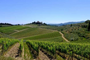 Azienda acquista ampi lotti terreni agricoli