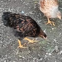 Galline e galli