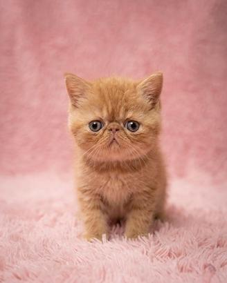 Gatti Persiani e Exotic tutta Italia