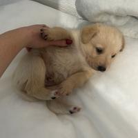 Cuccioli di razza mista