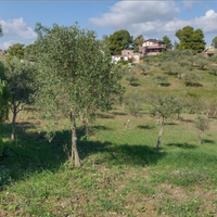Piccolo oliveto a raffadali contrada pietrarossa