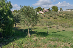 Piccolo oliveto a raffadali contrada pietrarossa