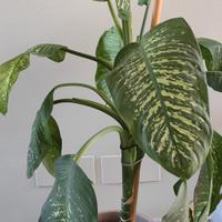 Pianta Dieffenbachia