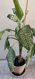 Pianta Dieffenbachia