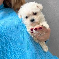 Cuccioli di Bichon Frise