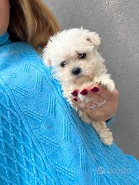 Cuccioli di Bichon Frise