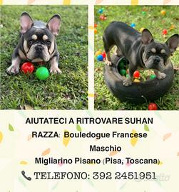 Bouldogue francese