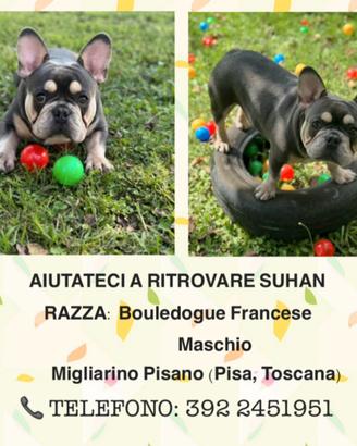 Bouldogue francese