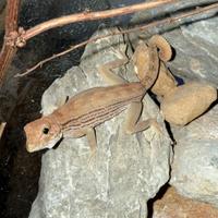 Geco Pristurus carteri Oman
