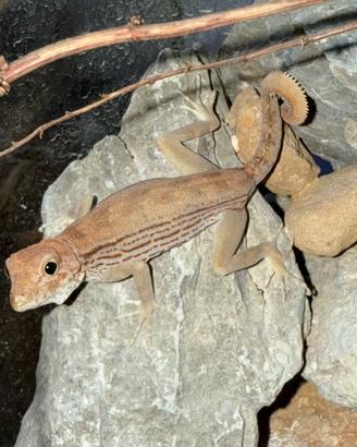 Geco Pristurus carteri Oman