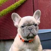 French bulldog