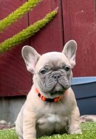 French bulldog