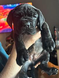 Cucciola cane corso con pedigree