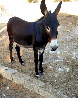 Asino maschio
