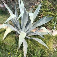 piante agave
