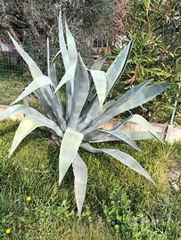 piante agave