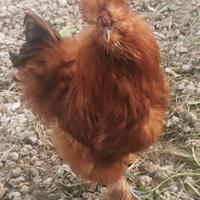 Gallo moroseta