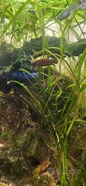 Betta Imbellis Femmine