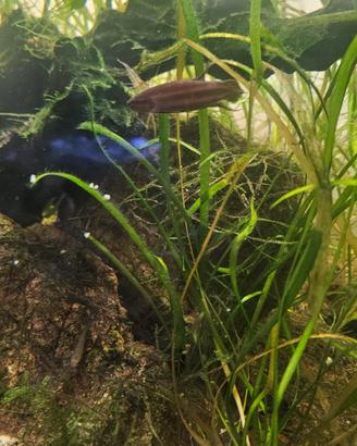 Betta Imbellis Femmine