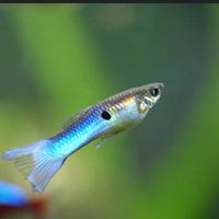 Pesci avannotti più coppie di endler originali