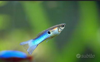 Pesci avannotti più coppie di endler originali