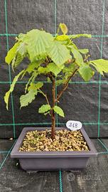Bonsai Nocciolo (Corylus avellana) 218