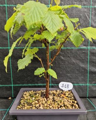 Bonsai Nocciolo (Corylus avellana) 218