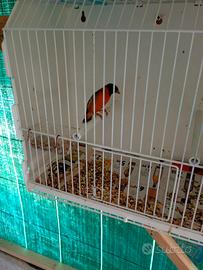 Cardinalino