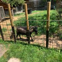 Caprone nano tibetano