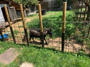 Caprone nano tibetano