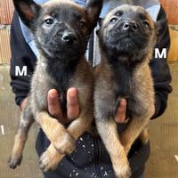 Cuccioli di pastore belga malinois