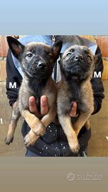 Cuccioli di pastore belga malinois