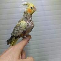 Calopsite allevate a mano