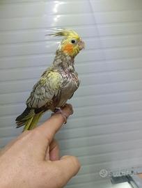 Calopsite allevate a mano