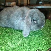 Coniglio Ariete Blu di Vienna