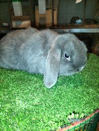 Coniglio Ariete Blu di Vienna