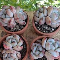echeveria Monroe