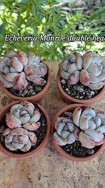 echeveria Monroe