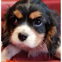 Cuccioli di CAVALIER KING CHARLES SPANIEL