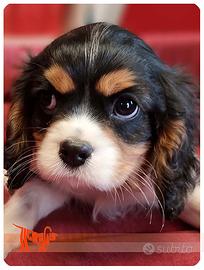 Cuccioli di CAVALIER KING CHARLES SPANIEL