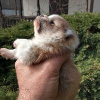 Volpino di pomerania