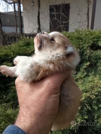 Volpino di pomerania